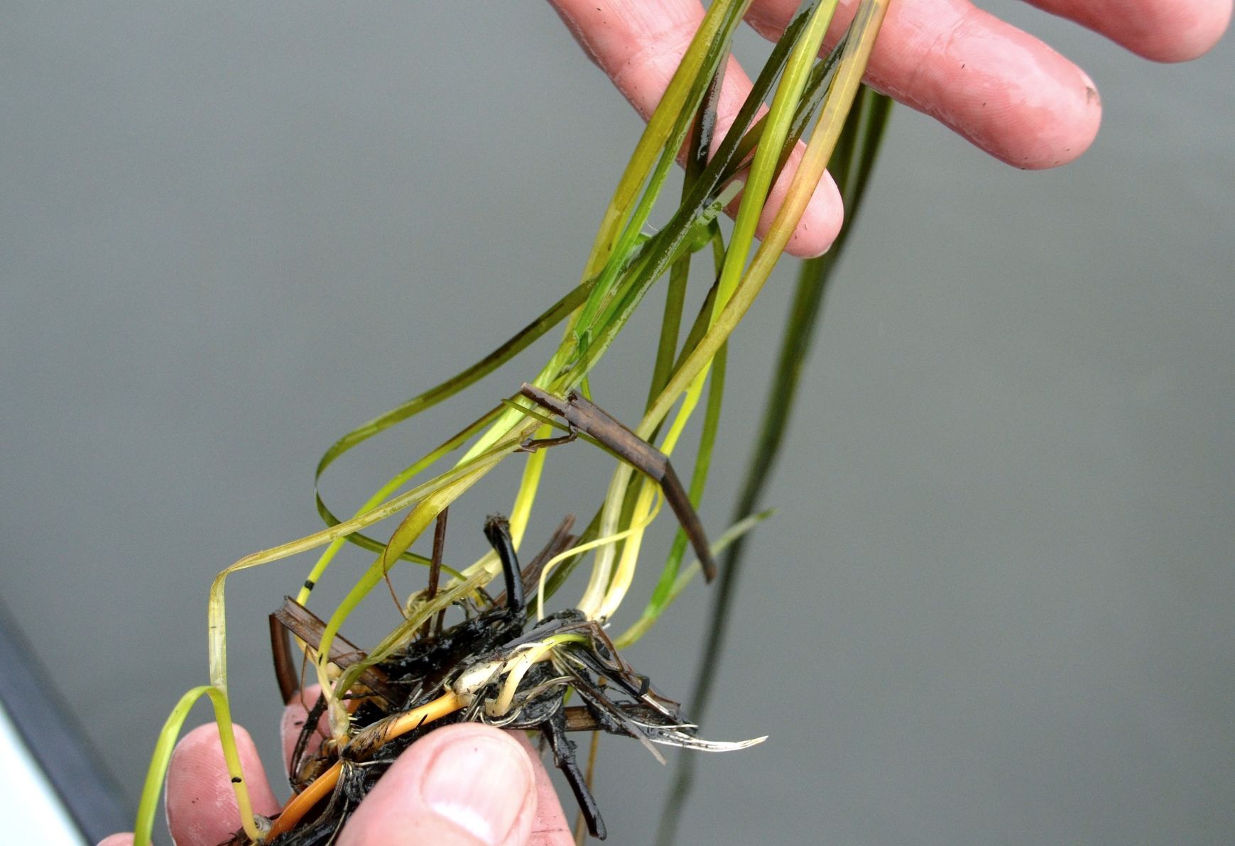 Saving Seagrass